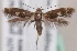  (Scythris levantina - KN00692)  @15 [ ] CreativeCommons - Attribution Non-Commercial (2014) Marko Mutanen University of Oulu