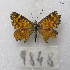  ( - MACN-Bar-Lep-ct-09848)  @11 [ ] Copyright (2024) MACN Museo Argentino de Ciencias Naturales "Bernardino Rivadavia"