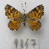 ( - MACN-Bar-Lep-ct-09867)  @11 [ ] Copyright (2024) MACN Museo Argentino de Ciencias Naturales "Bernardino Rivadavia"
