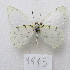  ( - MACN-Bar-Lep-ct-09913)  @11 [ ] Copyright (2024) MACN Museo Argentino de Ciencias Naturales "Bernardino Rivadavia"