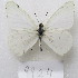  ( - MACN-Bar-Lep-ct-09924)  @11 [ ] Copyright (2024) MACN Museo Argentino de Ciencias Naturales "Bernardino Rivadavia"
