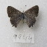  ( - MACN-Bar-Lep-ct-09944)  @11 [ ] Copyright (2024) MACN Museo Argentino de Ciencias Naturales "Bernardino Rivadavia"