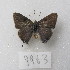  ( - MACN-Bar-Lep-ct-09963)  @11 [ ] Copyright (2024) MACN Museo Argentino de Ciencias Naturales "Bernardino Rivadavia"