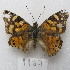  ( - MACN-Bar-Lep-ct-09987)  @11 [ ] Copyright (2024) MACN Museo Argentino de Ciencias Naturales "Bernardino Rivadavia"