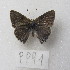  ( - MACN-Bar-Lep-ct-09991)  @11 [ ] Copyright (2024) MACN Museo Argentino de Ciencias Naturales "Bernardino Rivadavia"