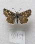  (Pyrgus seminigra - MACN-Bar-Lep-ct-10151)  @11 [ ] Copyright (2025) MACN Museo Argentino de Ciencias Naturales "Bernardino Rivadavia"
