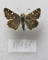  ( - MACN-Bar-Lep-ct-10161)  @11 [ ] Copyright (2025) MACN Museo Argentino de Ciencias Naturales "Bernardino Rivadavia"