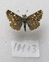  ( - MACN-Bar-Lep-ct-10173)  @11 [ ] Copyright (2025) MACN Museo Argentino de Ciencias Naturales "Bernardino Rivadavia"