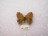  ( - MACN-Bar-Lep-ct 00075)  @12 [ ] Copyright (2011) MACN Museo Argentino de Ciencias Naturales 