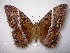  ( - MACN-Bar-Lep-ct 00094)  @14 [ ] Copyright (2011) MACN Museo Argentino de Ciencias Naturales 
