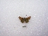  ( - MACN-Bar-Lep-ct 00188)  @12 [ ] Copyright (2011) MACN Museo Argentino de Ciencias Naturales 