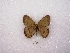  (Yphthimoides ordinaria - MACN-Bar-Lep-ct 00546)  @12 [ ] Copyright (2011) MACN Museo Argentino de Ciencias Naturales 