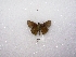  (Corticea sp - MACN-Bar-Lep-ct 00877)  @12 [ ] Copyright (2011) MACN Museo Argentino de Ciencias Naturales 