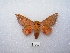  ( - MACN-Bar-Lep-ct 01075)  @14 [ ] Copyright (2011) MACN Museo Argentino de Ciencias Naturales 