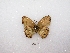  ( - MACN-Bar-Lep-ct 01167)  @12 [ ] Copyright (2011) MACN Museo Argentino de Ciencias Naturales 