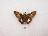  ( - MACN-Bar-Lep-ct 01171)  @13 [ ] Copyright (2011) MACN Museo Argentino de Ciencias Naturales 