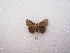  (Cogia abdul - MACN-Bar-Lep-ct 01505)  @12 [ ] Copyright (2011) MACN Museo Argentino de Ciencias Naturales 