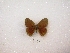  ( - MACN-Bar-Lep-ct 01651)  @12 [ ] Copyright (2011) MACN Museo Argentino de Ciencias Naturales 