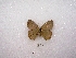  ( - MACN-Bar-Lep-ct 01821)  @12 [ ] Copyright (2011) MACN Museo Argentino de Ciencias Naturales 