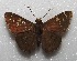  (Sarmientoia faustinus - MACN-Bar-Lep-ct 06591)  @11 [ ] Copyright (2015) MACN Museo Argentino de Ciencias Naturales "Bernardino Rivadavia"