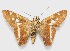  (Vacerra evansi - MACN-Bar-Lep-ct 06612)  @11 [ ] Copyright (2015) MACN Museo Argentino de Ciencias Naturales "Bernardino Rivadavia"