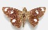  (Carystus phorcus claudianus - MACN-Bar-Lep-ct 06618)  @11 [ ] Copyright (2015) MACN Museo Argentino de Ciencias Naturales "Bernardino Rivadavia"