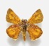  (Corticea immocerinus - MACN-Bar-Lep-ct 06620)  @11 [ ] Copyright (2015) MACN Museo Argentino de Ciencias Naturales "Bernardino Rivadavia"