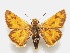  (Hylephila fasciolata - MACN-Bar-Lep-ct 06624)  @11 [ ] Copyright (2015) MACN Museo Argentino de Ciencias Naturales "Bernardino Rivadavia"