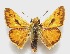  (Hylephila signata - MACN-Bar-Lep-ct 06625)  @11 [ ] Copyright (2015) MACN Museo Argentino de Ciencias Naturales "Bernardino Rivadavia"