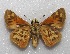  ( - MACN-Bar-Lep-ct 06627)  @11 [ ] Copyright (2015) MACN Museo Argentino de Ciencias Naturales "Bernardino Rivadavia"