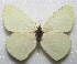  (Mathania leucothea - MACN-Bar-Lep-ct 06653)  @11 [ ] Copyright (2015) MACN Museo Argentino de Ciencias Naturales "Bernardino Rivadavia"