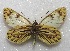  (Phulia nymphula - MACN-Bar-Lep-ct 06656)  @11 [ ] Copyright (2015) MACN Museo Argentino de Ciencias Naturales "Bernardino Rivadavia"