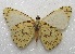  (Hesperocharis anguitia - MACN-Bar-Lep-ct 06657)  @11 [ ] Copyright (2015) MACN Museo Argentino de Ciencias Naturales "Bernardino Rivadavia"