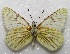  (Tatochila mercedis - MACN-Bar-Lep-ct 06670)  @11 [ ] Copyright (2015) MACN Museo Argentino de Ciencias Naturales "Bernardino Rivadavia"