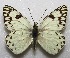  (Tatochila autodice - MACN-Bar-Lep-ct 06673)  @11 [ ] Copyright (2015) MACN Museo Argentino de Ciencias Naturales "Bernardino Rivadavia"