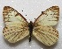 ( - MACN-Bar-Lep-ct 06674)  @11 [ ] Copyright (2015) MACN Museo Argentino de Ciencias Naturales "Bernardino Rivadavia"