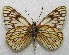  (Tatochila theodice - MACN-Bar-Lep-ct 06682)  @11 [ ] Copyright (2015) MACN Museo Argentino de Ciencias Naturales "Bernardino Rivadavia"