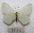  ( - MACN-Bar-Lep-ct 07075)  @11 [ ] Copyright (2015) MACN Museo Argentino de Ciencias Naturales "Bernardino Rivadavia"