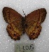  ( - MACN-Bar-Lep-ct 07105)  @11 [ ] Copyright (2015) MACN Museo Argentino de Ciencias Naturales "Bernardino Rivadavia"