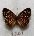  ( - MACN-Bar-Lep-ct 08201)  @11 [ ] Copyright (2017) MACN Museo Argentino de Ciencias Naturales "Bernardino Rivadavia"