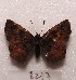  (Nisoniades maura - MACN-Bar-Lep-ct 08217)  @11 [ ] Copyright (2017) MACN Museo Argentino de Ciencias Naturales "Bernardino Rivadavia"