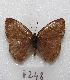  ( - MACN-Bar-Lep-ct 08248)  @11 [ ] Copyright (2017) MACN Museo Argentino de Ciencias Naturales "Bernardino Rivadavia"