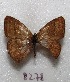  ( - MACN-Bar-Lep-ct 08278)  @11 [ ] Copyright (2017) MACN Museo Argentino de Ciencias Naturales "Bernardino Rivadavia"