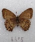  ( - MACN-Bar-Lep-ct 08495)  @11 [ ] Copyright (2019) MACN Museo Argentino de Ciencias Naturales "Bernardino Rivadavia"