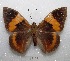  ( - MACN-Bar-Lep-ct 08511)  @11 [ ] Copyright (2019) MACN Museo Argentino de Ciencias Naturales "Bernardino Rivadavia"