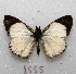  ( - MACN-Bar-Lep-ct 08555)  @11 [ ] Copyright (2019) MACN Museo Argentino de Ciencias Naturales "Bernardino Rivadavia"