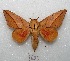  (Adeloneivaia acuta - MACN-Bar-Lep-ct 08600)  @14 [ ] Copyright (2019) MACN Museo Argentino de Ciencias Naturales "Bernardino Rivadavia"