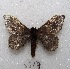  ( - MACN-Bar-Lep-ct 08617)  @11 [ ] Copyright (2019) MACN Museo Argentino de Ciencias Naturales "Bernardino Rivadavia"