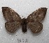  ( - MACN-Bar-Lep-ct 08623)  @13 [ ] Copyright (2019) MACN Museo Argentino de Ciencias Naturales "Bernardino Rivadavia"