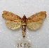  ( - MACN-Bar-Lep-ct 08650)  @11 [ ] Copyright (2019) MACN Museo Argentino de Ciencias Naturales "Bernardino Rivadavia"